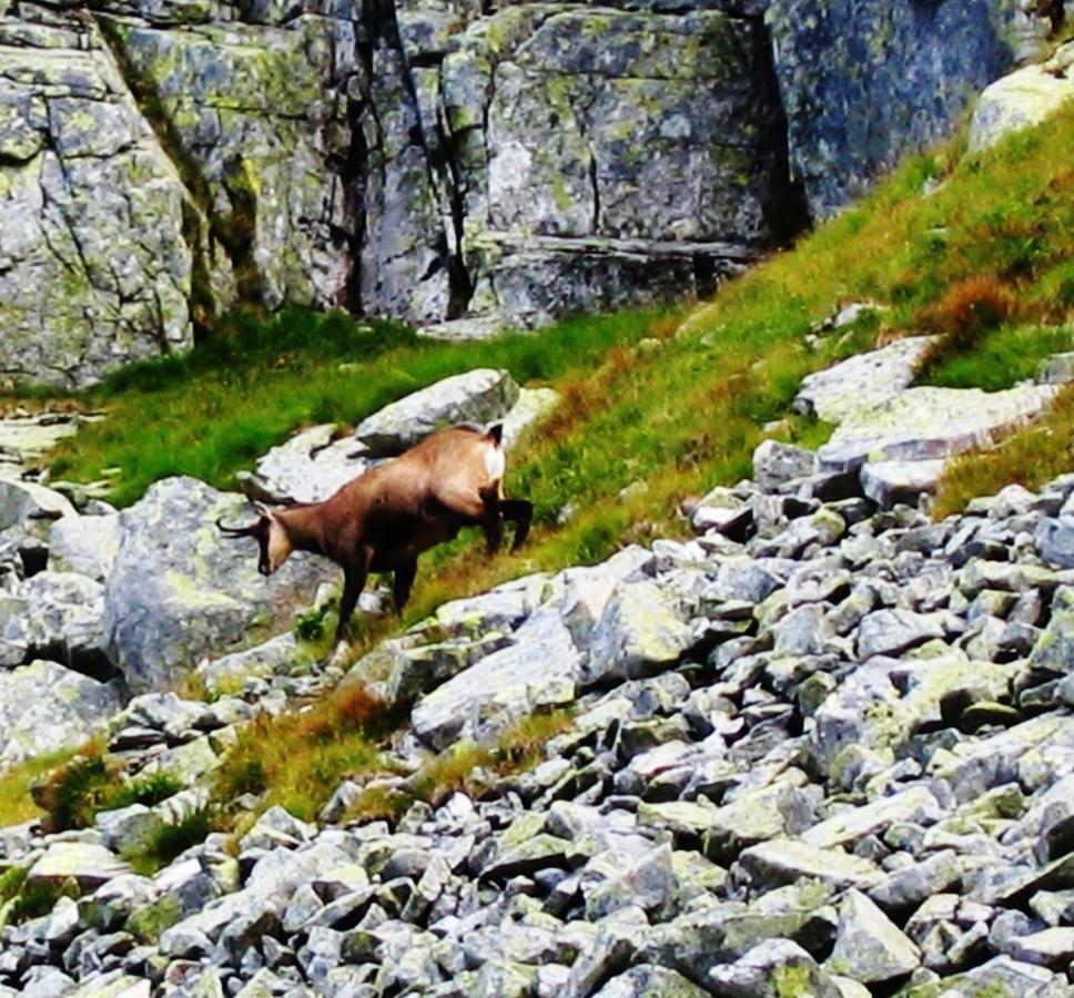 Penzion Alfa Tatry Stará Lesná Zewnętrze zdjęcie